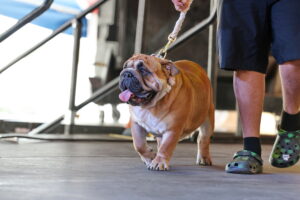 Dog Extravaganza